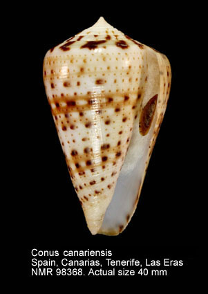 Conus canariensis (2).jpg - Conus canariensis (Tenorio, Abalde, Pardos-Blas & Zardoya,2020)